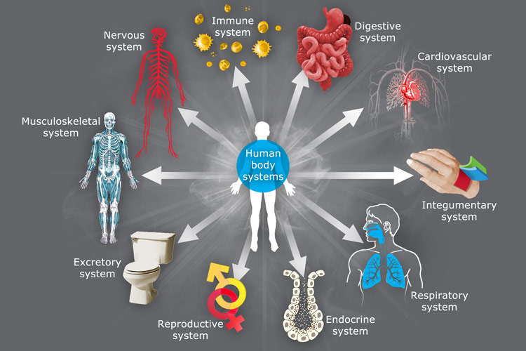 The Body System and the National System – A Comparison